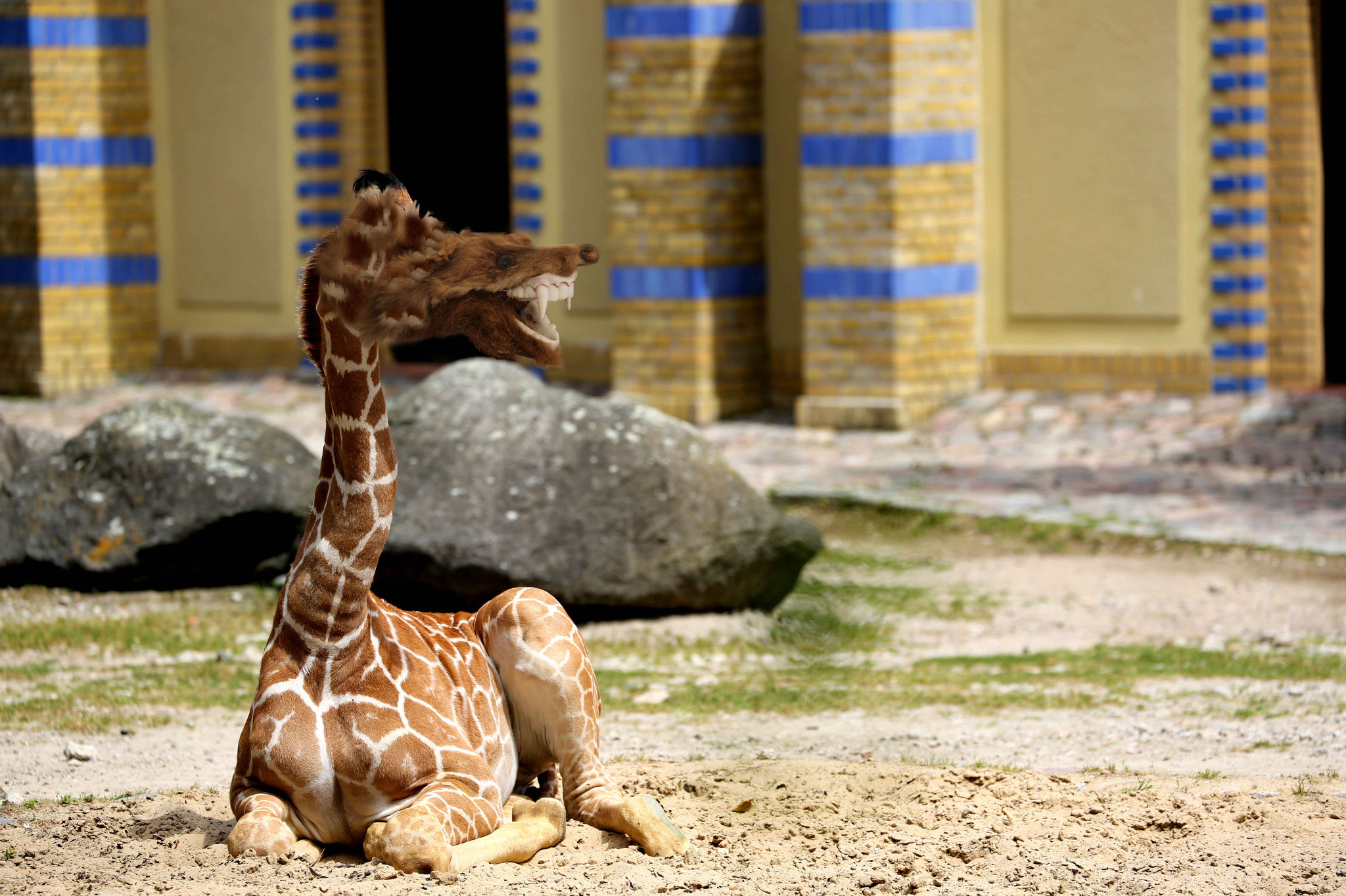 Fuckl Sichtung im Berliner Zoo